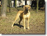 Tosa Inu, Japanese Fighting Dog