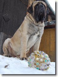 English Mastiff
