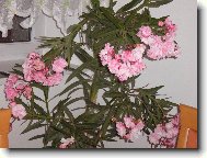 Nerium oleander