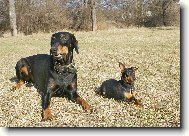 Dobermann, Doberman