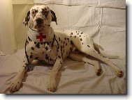 Dalmatian \(Dog standard\)