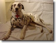 Dalmatinac, Dalmatian