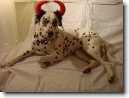 Dalmatian \(Dog standard\)