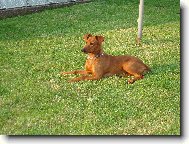 German Pinscher