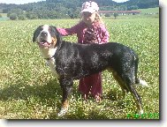 Great swiss mountain dog \\\\\(Dog standard\\\\\)