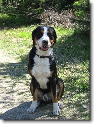 Great swiss mountain dog \(Dog standard\)