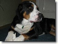 Great swiss mountain dog \(Dog standard\)