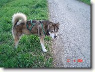 Alaskan malamute \(Dog standard\)