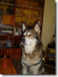 Alaskan malamute \(Dog standard\)