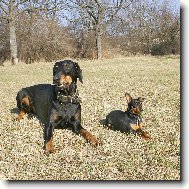 Dobermann, Doberman