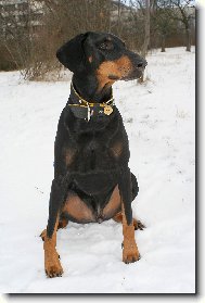 Dobermann, Doberman