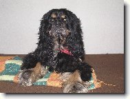 American Cocker Spaniel