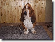 Basset hound \(Dog standard\)