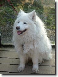 Samoyed \(Dog standard\)