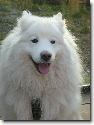 Samoyed \(Dog standard\)