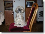 icu, Shih-Tzu
