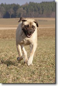 English Mastiff
