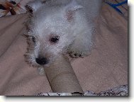 West highland white terrier \(Dog standard\)