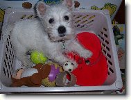 West highland white terrier \(Dog standard\)