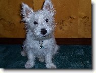 West highland white terrier \\\\\(Dog standard\\\\\)