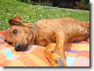 German Pinscher \(Dog standard\)