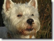 West highland white terrier \\\\\(Dog standard\\\\\)