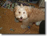 Bichon Havanais, Havanese