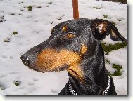 Dobermann, Doberman