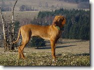 Rövidszörü Magyar Vizsla, Hungarian Short-haired Pointing Dog
