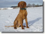 Rövidszörü Magyar Vizsla, Hungarian Short-haired Pointing Dog