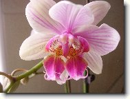 Phalaenopsis