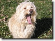 Bichon Havanais, Havanese