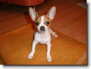 Chihuahua