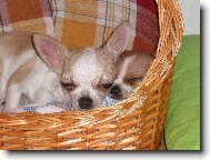 Chihuahua