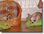 Chihuahua