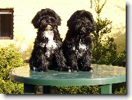 Tibetan Terrier