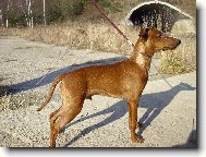 Miniature pinscher \(Dog standard\)