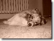 Shetland sheepdog \(Dog standard\)