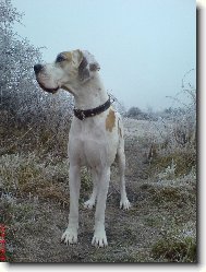 Deutsche Dogge