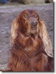 Irish red setter \(Dog standard\)