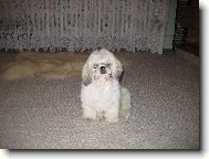 icu, Shih-Tzu