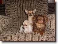 Chihuahua