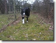 Border Collie