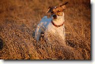 Jack Russell Terrier