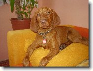 Rövidszörü Magyar Vizsla, Hungarian Short-haired Pointing Dog