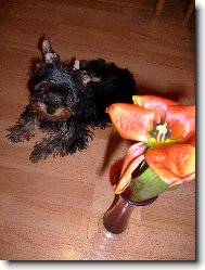 Jorkšírský terier, Yorkshire Terrier,