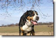 Great swiss mountain dog \(Dog standard\)