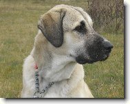 Central asia shepherd dog \(Dog standard\)