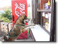 Alaskan Malamute