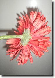 Gerbera